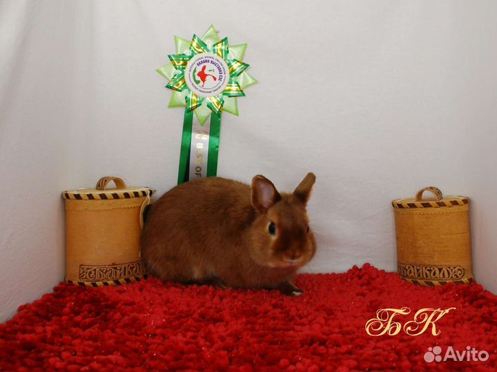 Карликовый сатиновый элитный кролик мажор