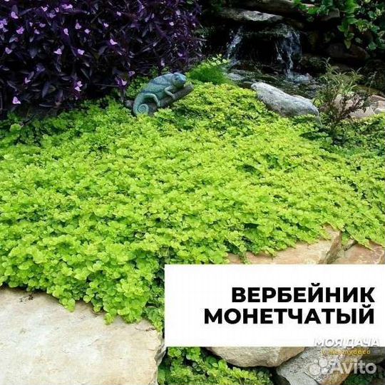 Вербейник монетчатый (лизимахия)