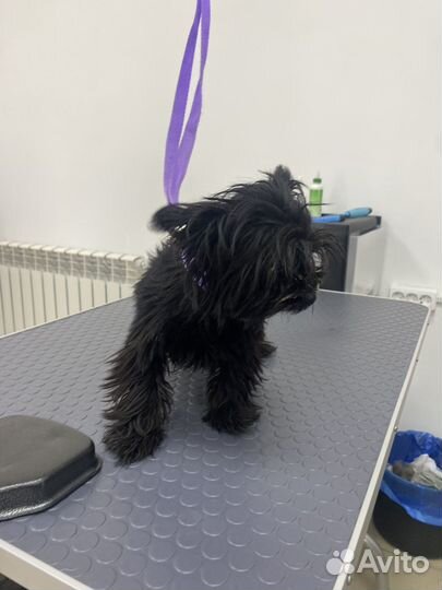 Груминг собак и кошек