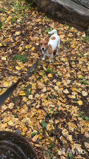 Гостевая передержка животных