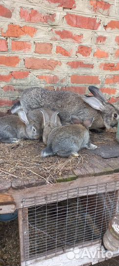 Кролики мясных пород