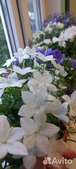 Кампанула (жених и невеста)