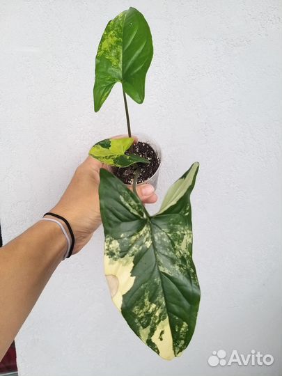 Сингониумы сортовые