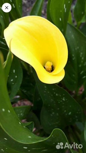 Цветы каллы