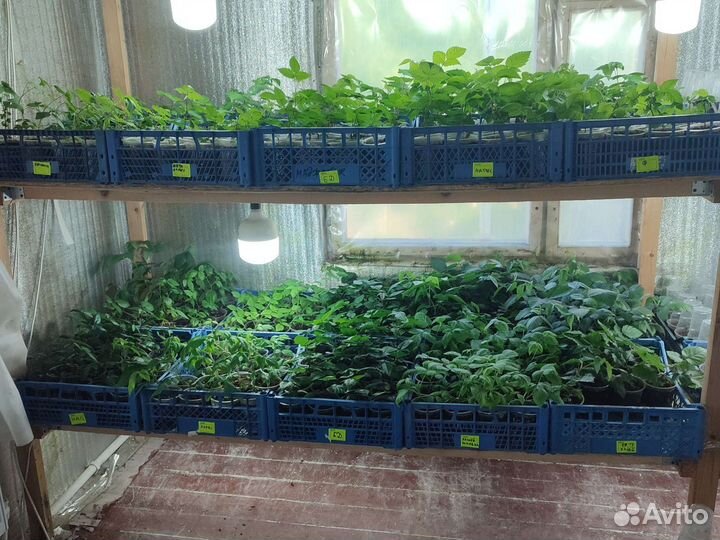 Рассада Малины и Ежевики