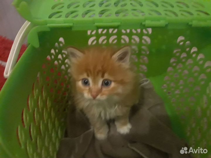 Рыжий котенок мальчик
