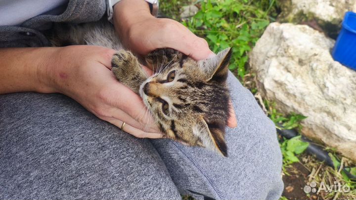 Девочки в очень добрые руки