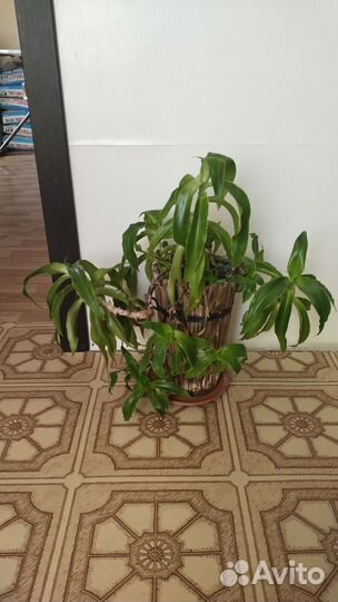 Комнатные растения