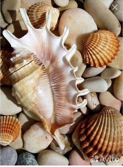 Ракушки