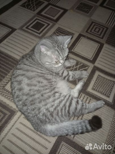 Британская