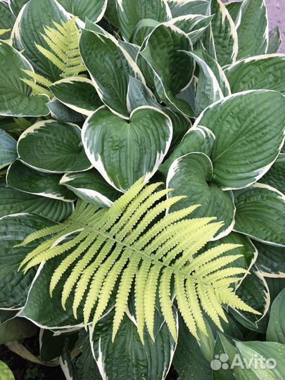 Папоротники и хосты