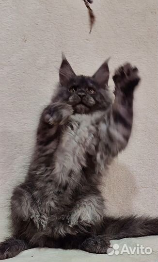 Котята мейн-кун