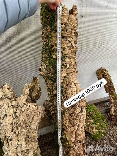 Кора пробкового дуба