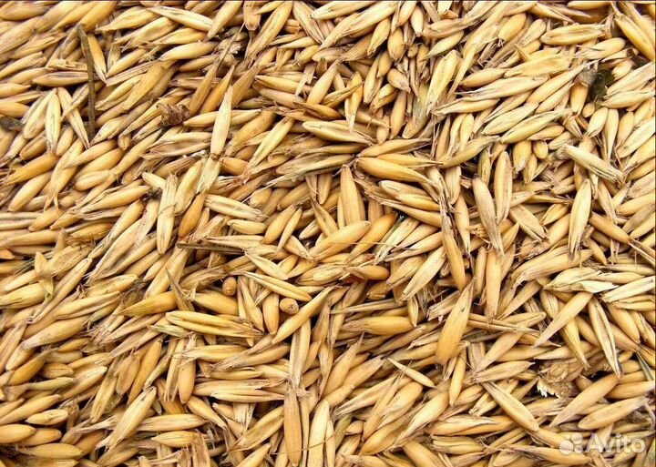 Пшеница яровая, Пшеница яровая на корм