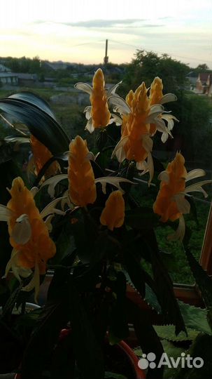 Цветок комнатный