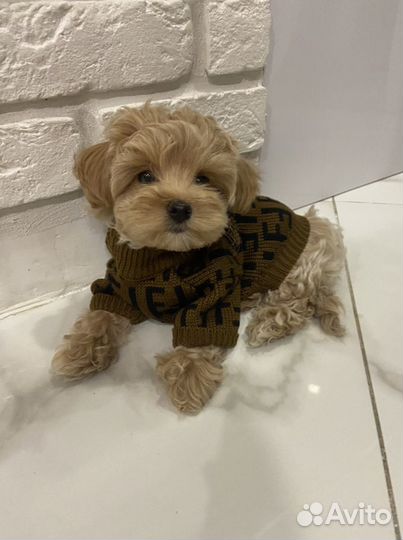 Малтимпу F1 мальчик