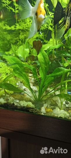Аквариумное растение