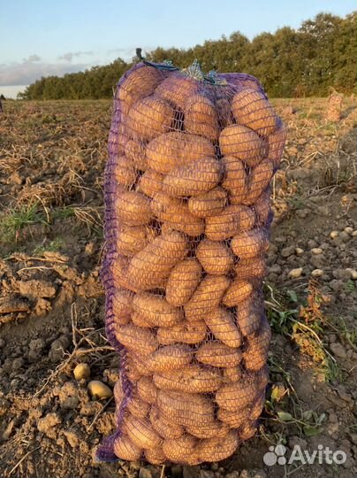 Доставка картофеля