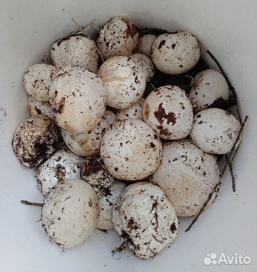 Гриб весёлка свежий