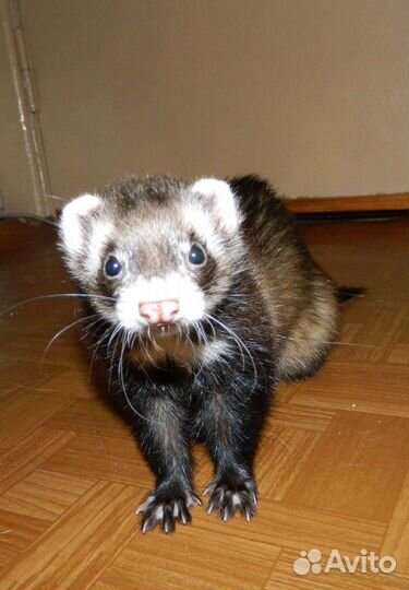 Передержка маленьких и экзотических питомцев