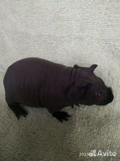 Морская свинка Скинни. Девочка