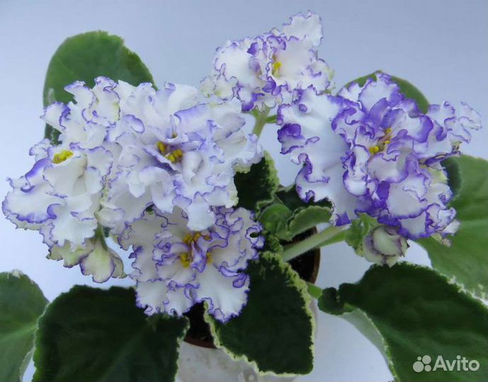 Фиалки-детки