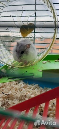 Сирийские хомяки с клеткой бесплатно