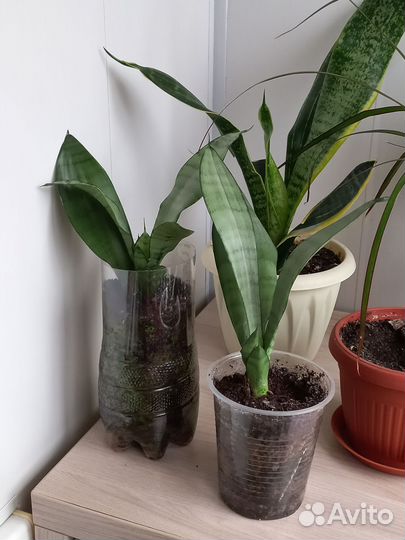 Драцена, сансевиерия голден, сансевиерия муншайн