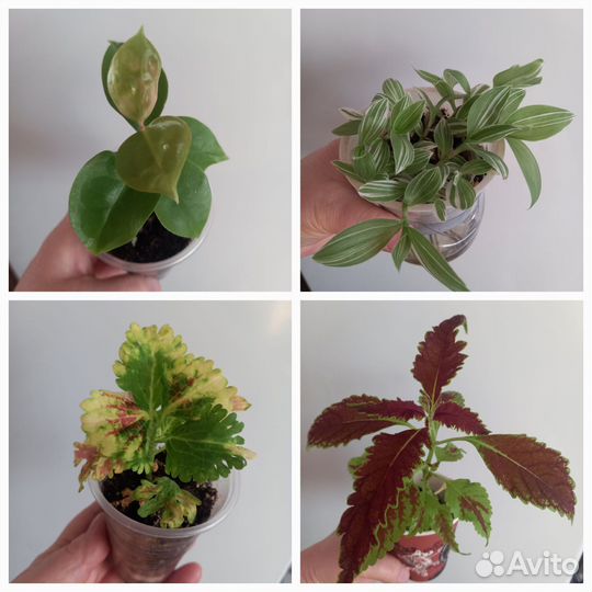 Сортовые цветы