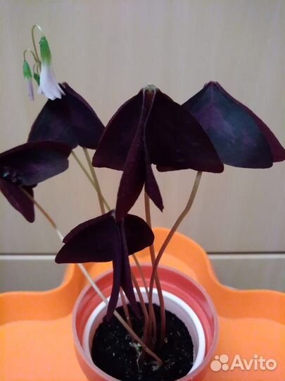 Комнатные растения