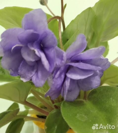 Трейлерные фиалки