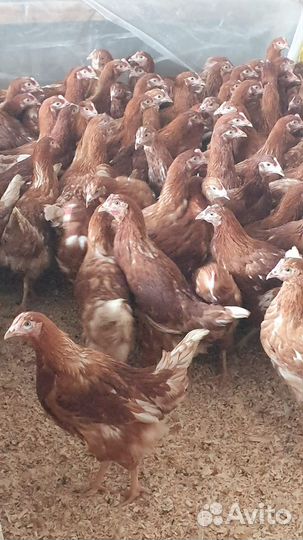 Рыжие молодки, доминанты