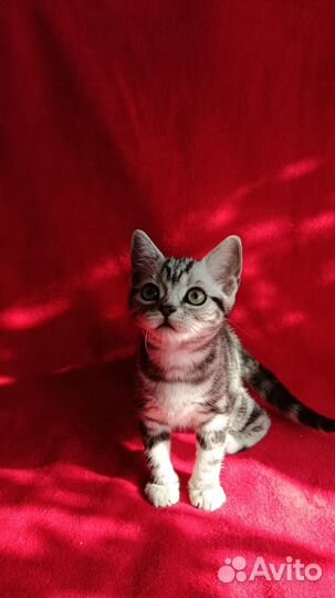 Американские короткошерстные котята