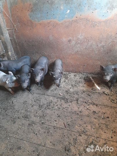 Поросята ветнамские (кармалы)