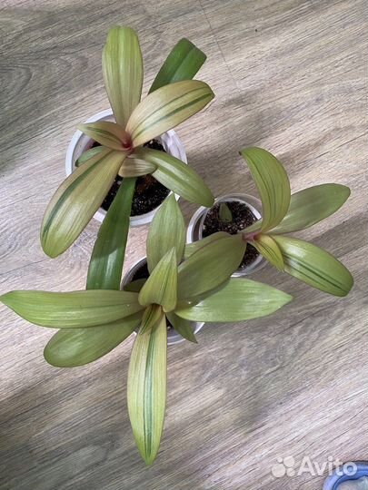 Комнатные цветы,растения.Разные