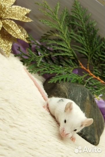 Декоративные мышки