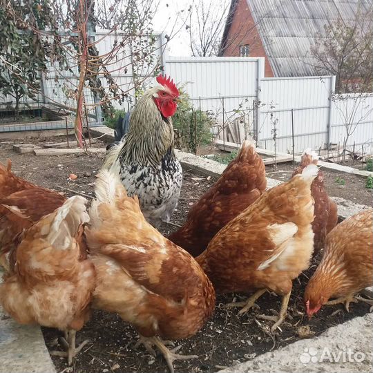 Курицы молодки
