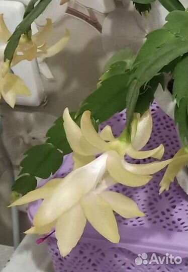 Декабрист разные сорта