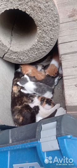 Котята в дар