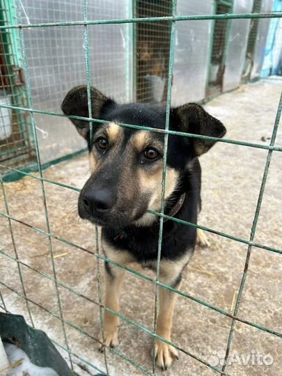 Собака в добрые руки