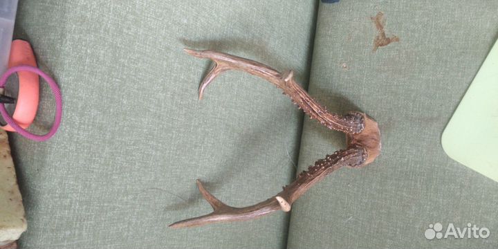 Рога декоративные