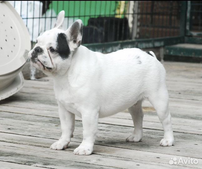 Щенок французского бульдога, мальчик, Клуб