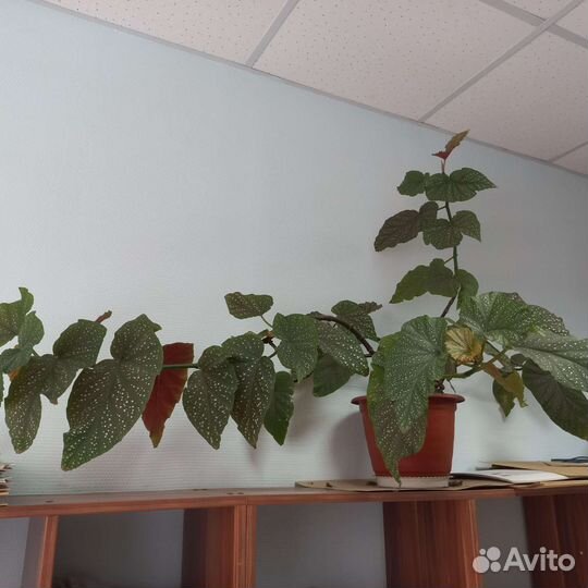 Бегония королевская, декоративно лиственая