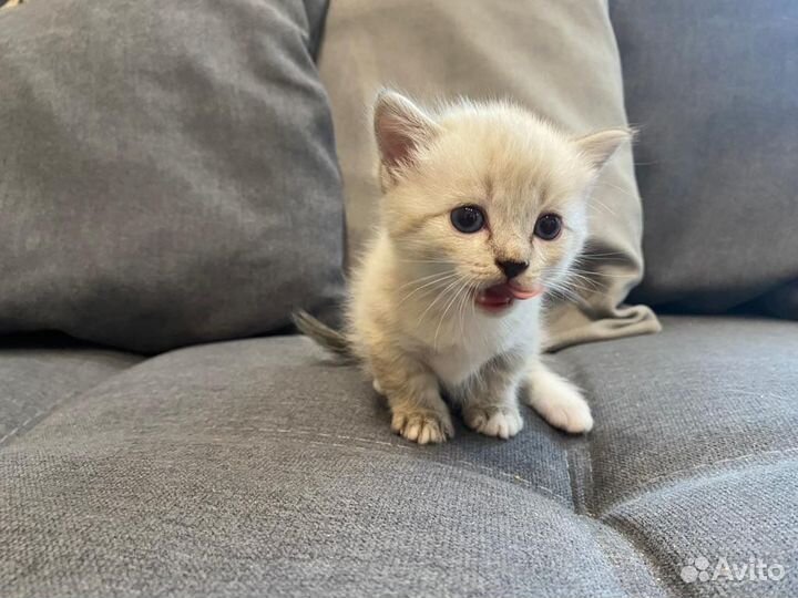 Котята манчкин