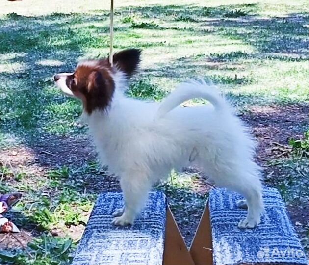 Щенок папийона