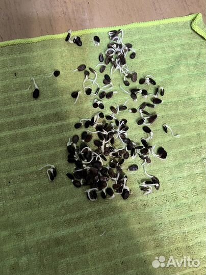 Семена арбуза