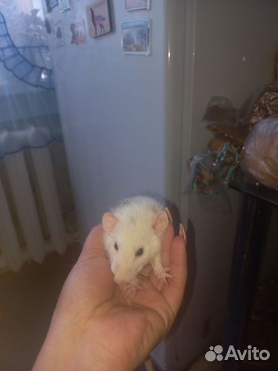 Крысы, хаски