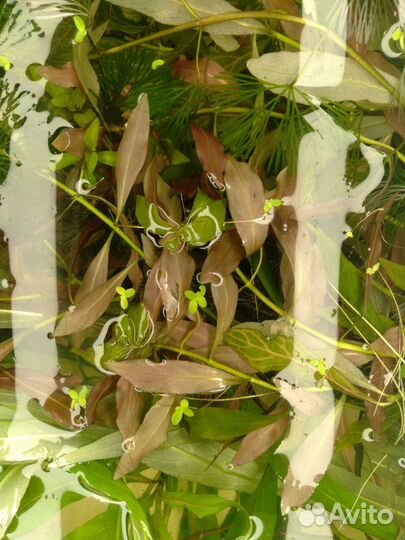 Аквариумные растения прополка