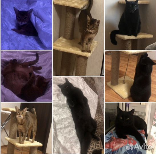 Передержка кошек, собак, животных