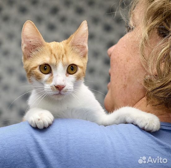 Рыжая девочка котенок Люси 4 месяца в дар